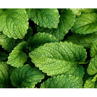 Doftolja Citronmeliss 10 ml