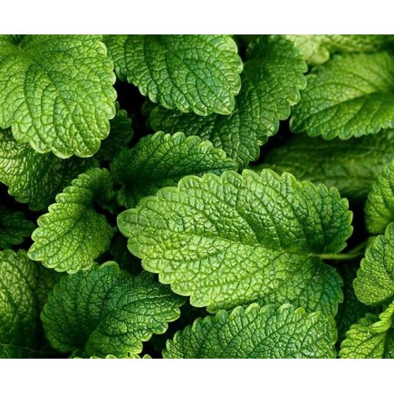 Doftolja Citronmeliss 10 ml