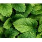 Doftolja Citronmeliss 10 ml