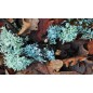 Doftolja Forbidden Forest 10 ml