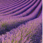 Doftolja Lavender Fields 10 ml