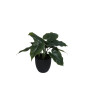 Konstgjord Växt Philodendron 35 cm
