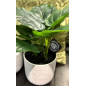 Konstgjord Växt Philodendron 35 cm