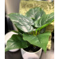 Konstgjord Växt Philodendron 35 cm