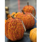 Pumpa Orange 20 cm