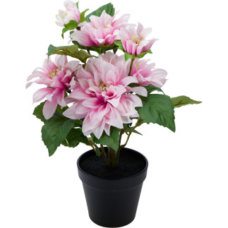 Dahlia i kruka Rosa 42 cm