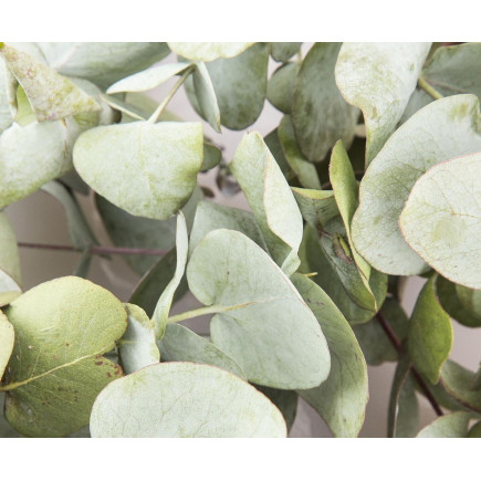 Doftolja Eukalyptus Interlam 10 ml