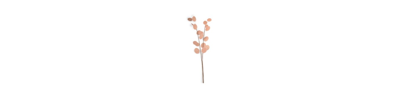 Blommor / Kvistar